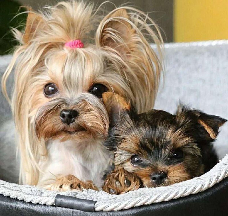 Глаза