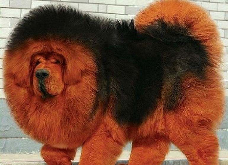Мастиф